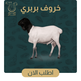خروف بربري 3