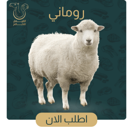 خروف روماني 5