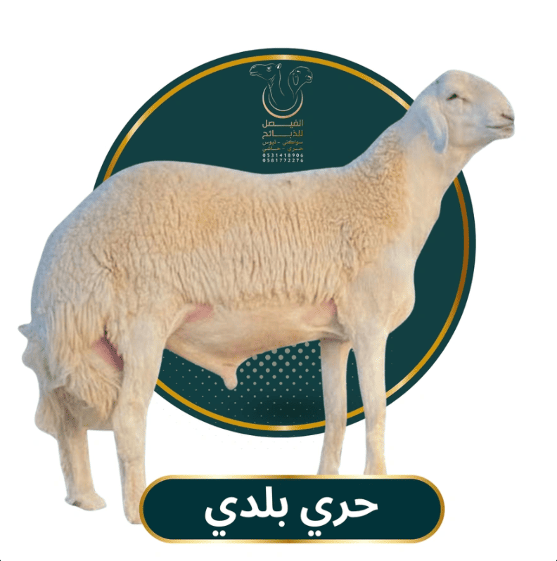 حري