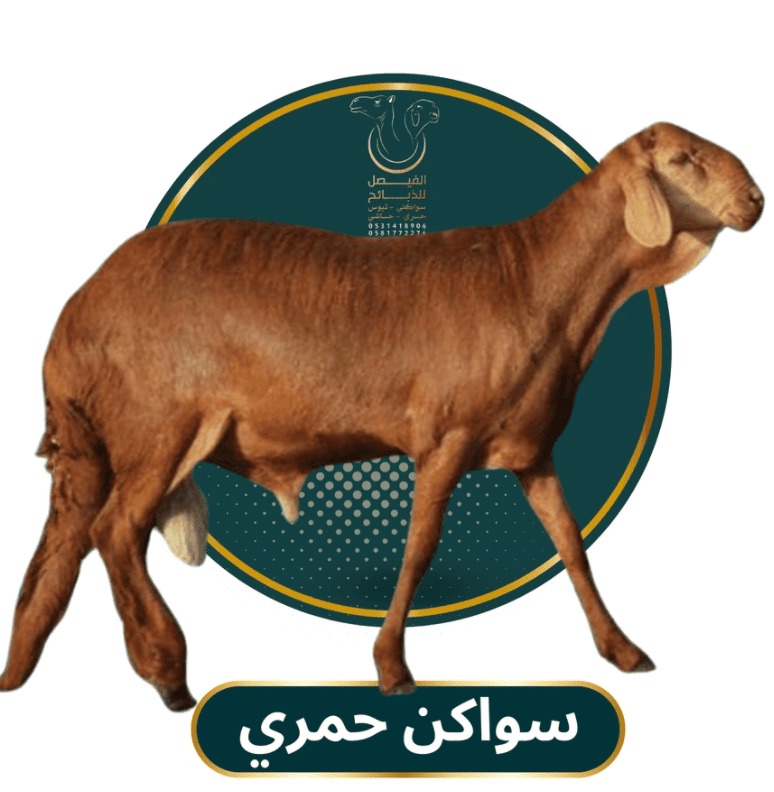 سواكني حمري