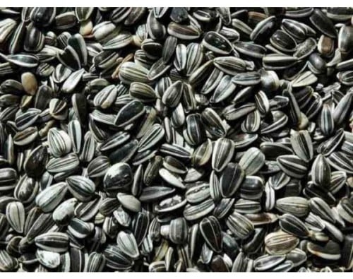 حَب شمسي صغير مانتوبا 12.5 كيلو