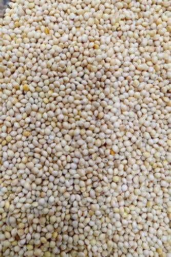 دخن أبيض امريكي 1كجم