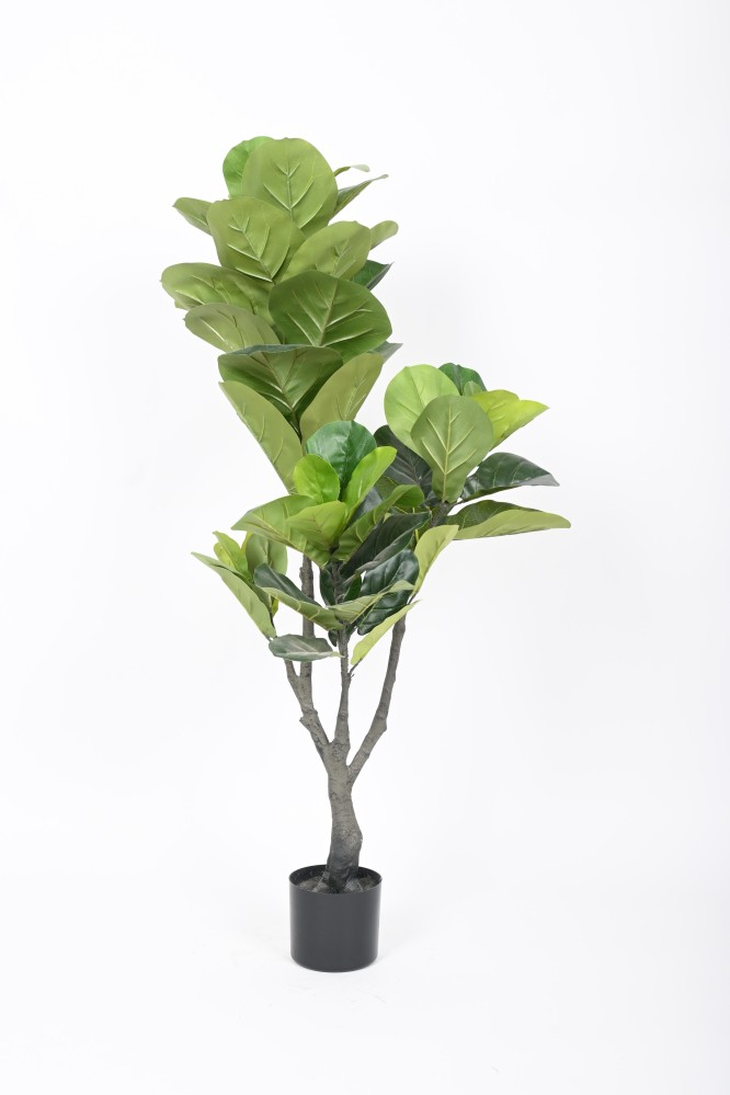 شجرة باوراق كبيرة