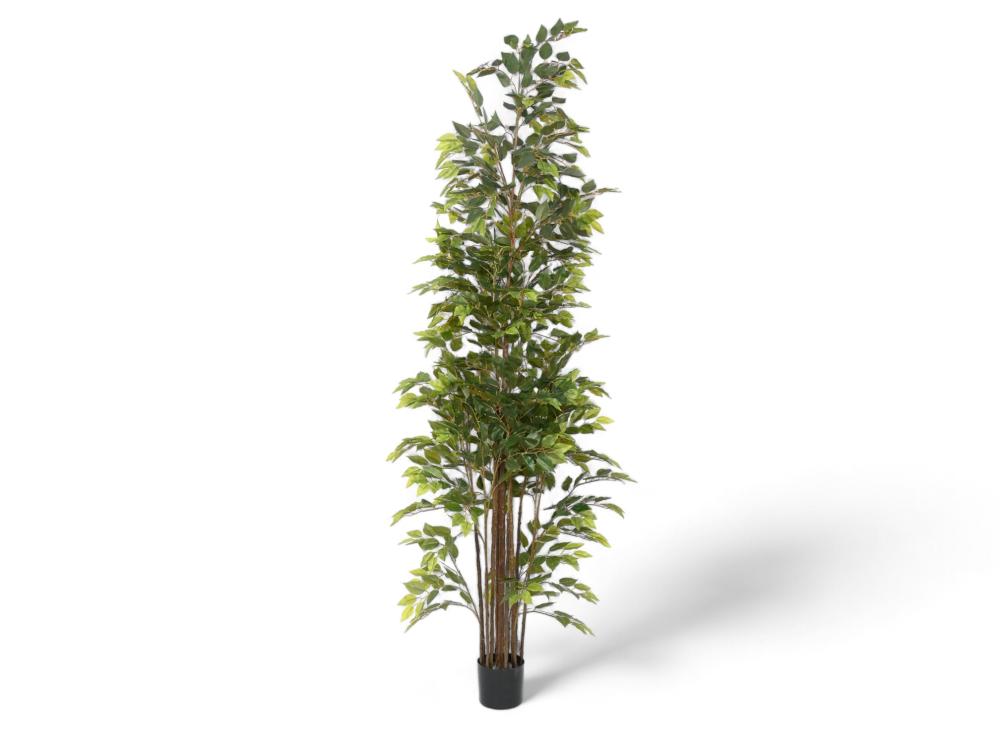 شجرة بعدة افرع