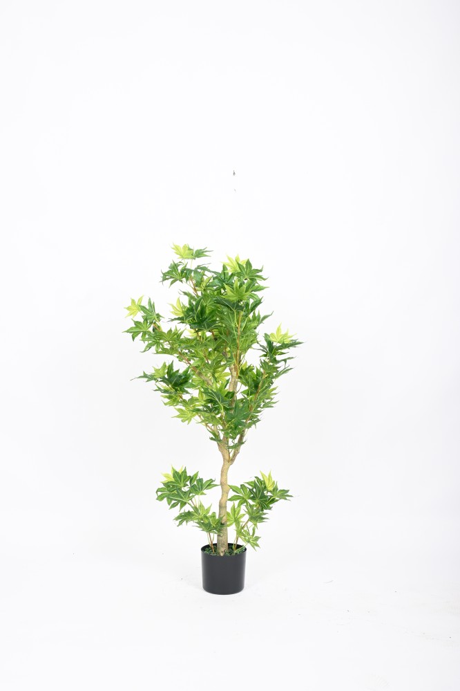 شجرة بأوراق كبيرة