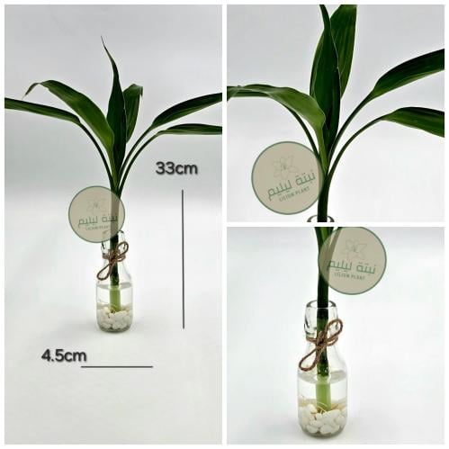نبات بامبو عصا موسى مع فازه زجاجية