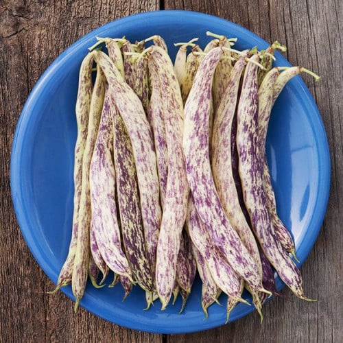 بذرة فاصوليا مبرقشه