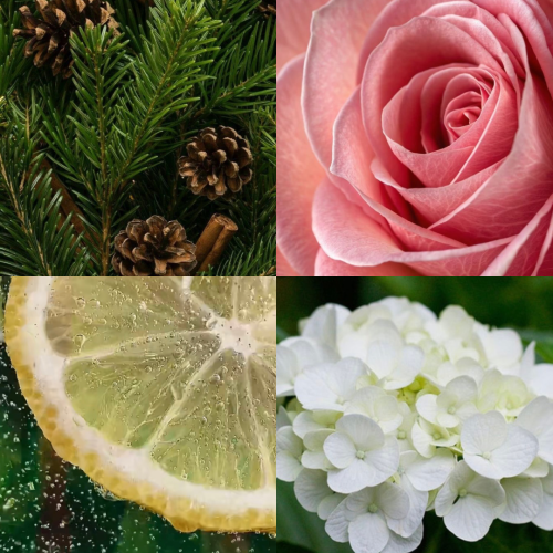 زيت عطري أورجان