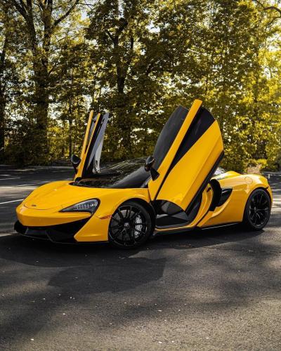 أصفر سن فلاور | Sunflower Yellow CG12-HD