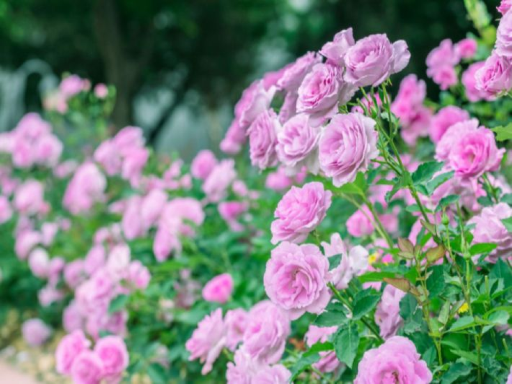 استخدامات الورد الجوري البنفسجي في الزينة والتصميم