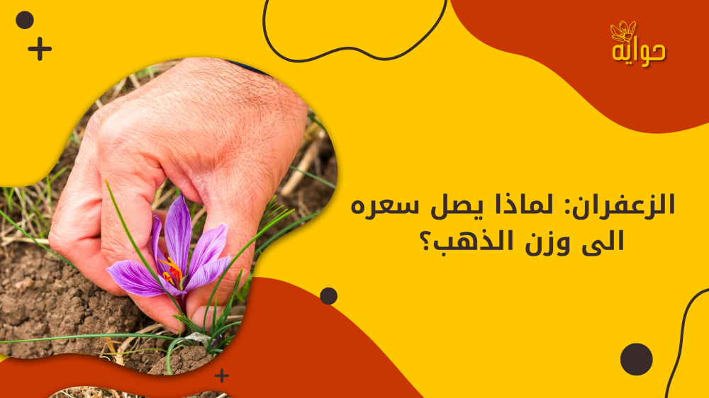 الزعفران: لماذا يصل سعره إلى وزن الذهب؟