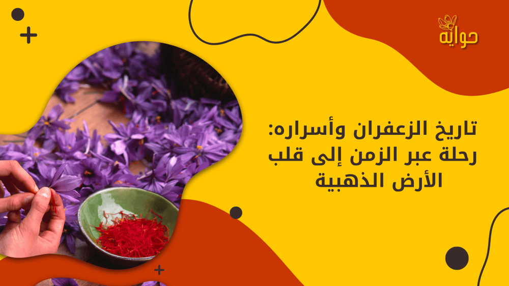 تاريخ الزعفران وأسراره: رحلة عبر الزمن إلى قلب الأرض الذهبية