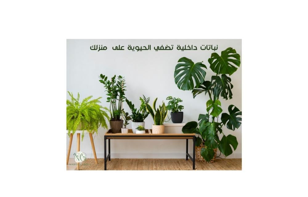 أفضل نباتات منزلية تضيف لمسة حيوية للديكور - فوائد النباتات المنزلية