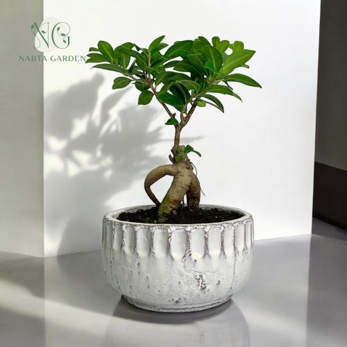 نبتة بونساي في اصيص سيراميك كلاسيك