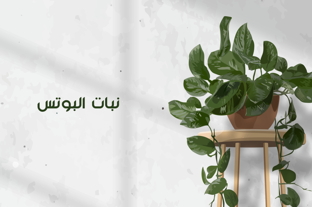 أنواع نبات البوتس