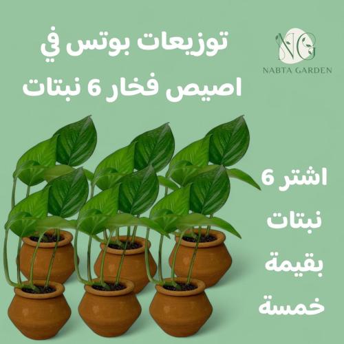 توزيعات بوتس في اصيص فخار