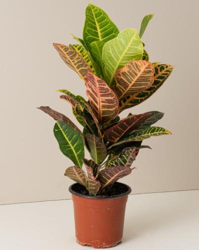 كروتون (Codiaeum Petra)