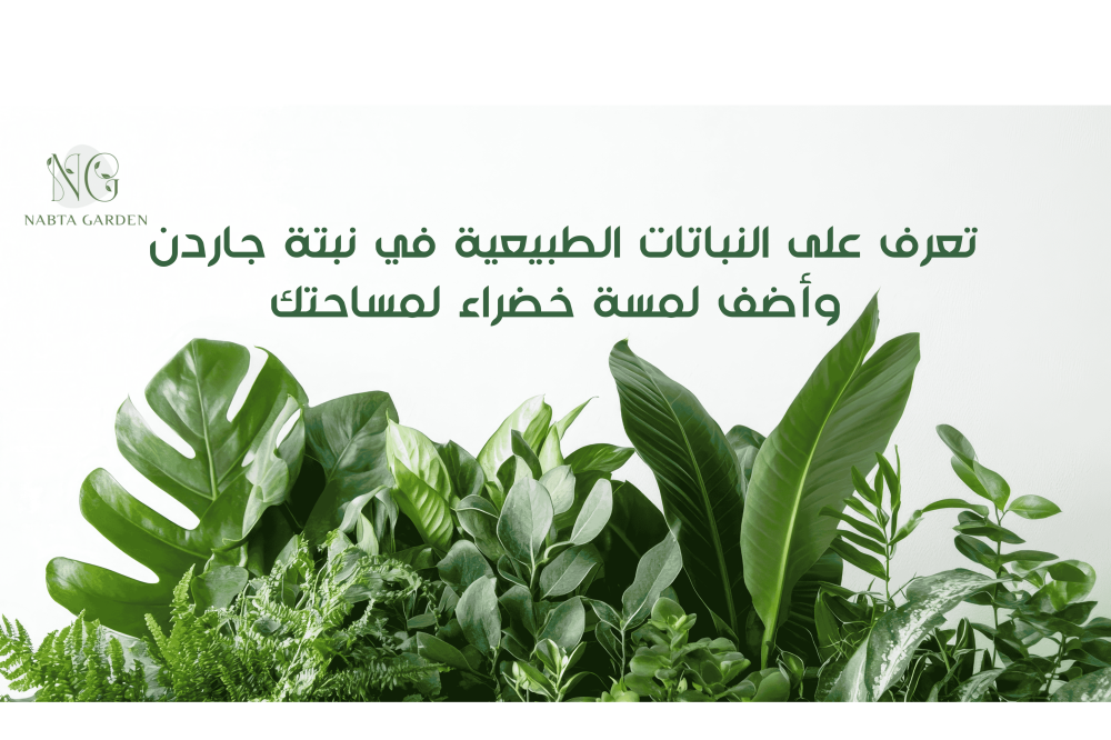 اكتشف أفضل أنواع النباتات الطبيعية لتزيين مساحتك الخاصة مع نبتة جاردن