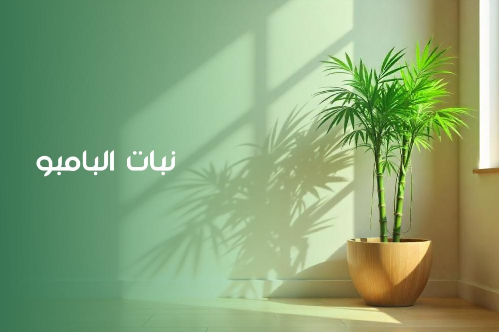 نبات البامبو