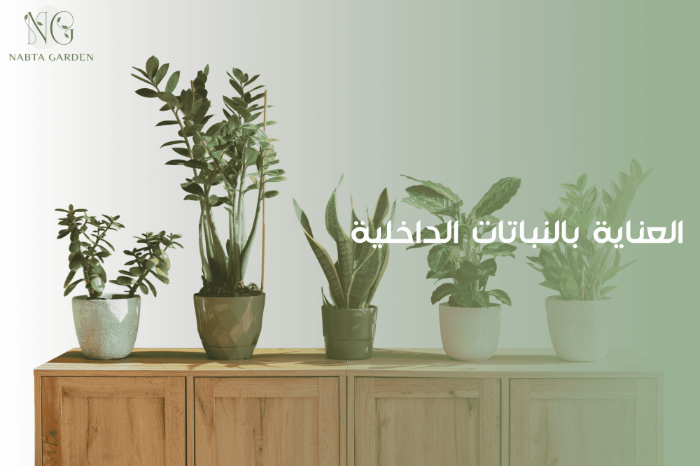 العناية بالنباتات الداخلية