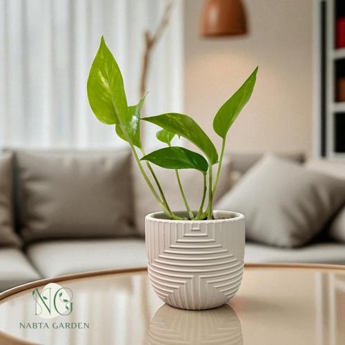 بوتس في اصيص فخار مقلم لون سكري