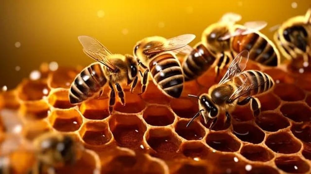 الفرق بين العسل والشهد: دليل شامل لفهم الفوائد والاستخدامات