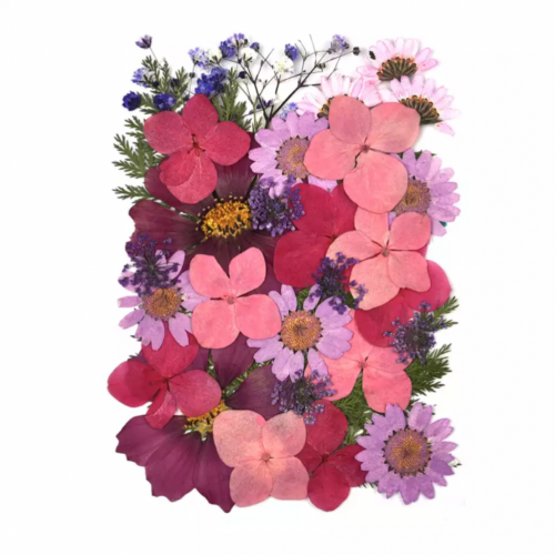 ورد طبيعي مجفف