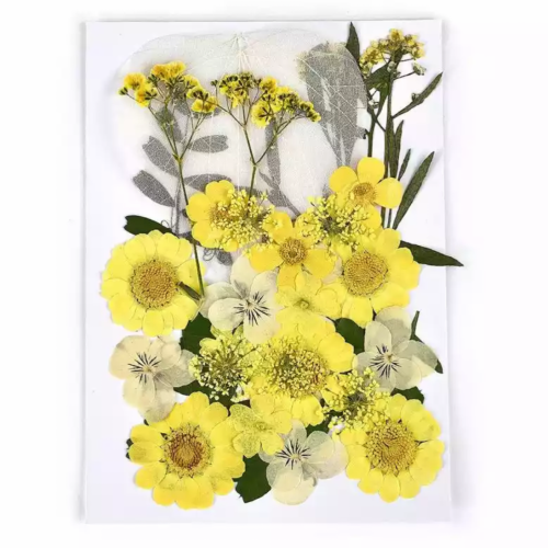 ورد طبيعي مجفف