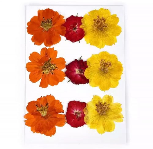 ورد طبيعي مجفف