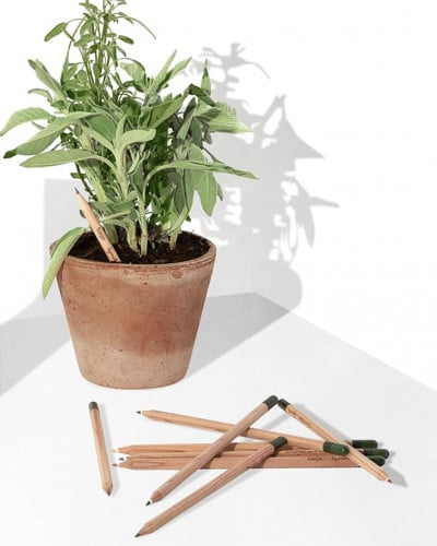 قلم النبته القابل للزراعة