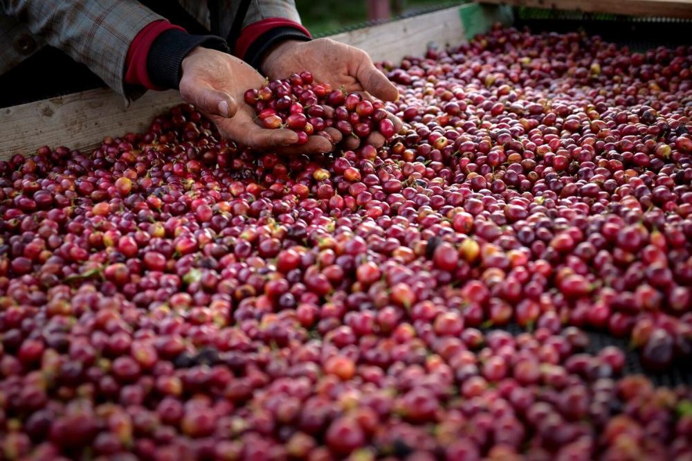 طرق معالجة القهوة و مميزاتها