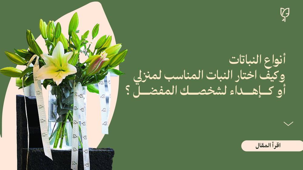 أنواع النباتات وكيف اختار النبات المناسب لمنزلي أو كإهداء لشخصك المفضل ؟