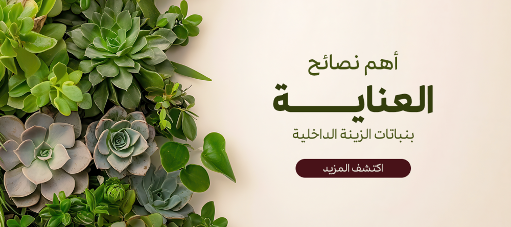 أهم نصائح العنايه بنباتات الزينه الداخليه