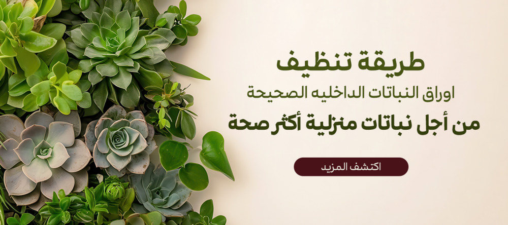 طريقة تنظيف اوراق النباتات الداخليه الصحيحة من أجل نباتات منزلية أكثر