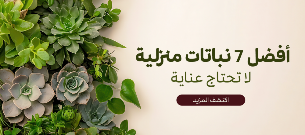 دليلك لتعرف علي  افضل 7 نباتات منزلية لا تحتاج عناية