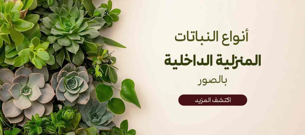 انواع النباتات المنزلية الداخلية