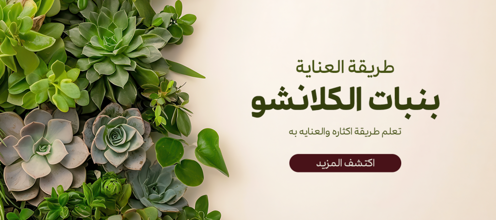 طريقة العناية بنبات الكلانشو/ تعلم طريقة اكثاره والعنايه به