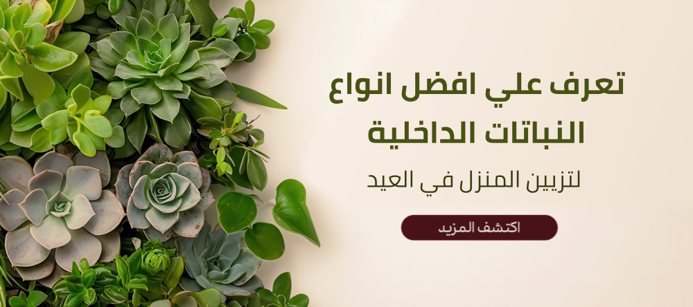 تعرف علي افضل انواع النباتات الداخلية لتزيين المنزل في العيد