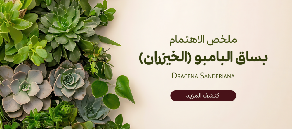 تقدم لك كل المعلومات عن ملخص الاهتمام بساق البامبو (الخيزران)