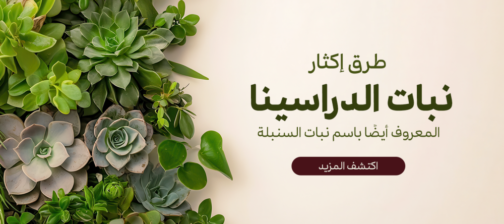 طرق اكثار نبات الدراسينا ، المعروف أيضا باسم نبات السنبلة