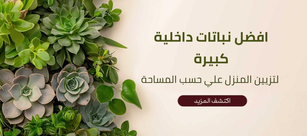 افضل نباتات داخلية كبيرة لتزيين المنزل علي حسب المساحة