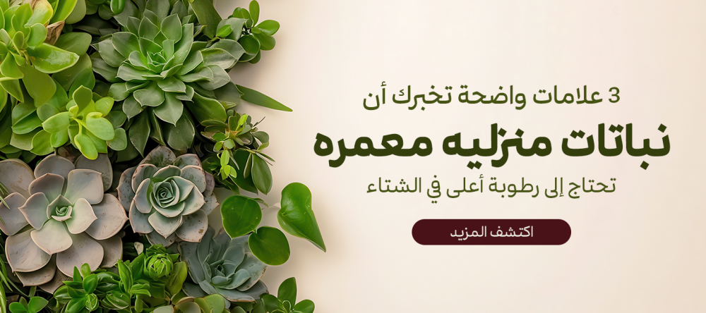 تعرف علي اهم المعلومات عن نباتات منزلية معمرة | جمال يدوم داخل منزلك