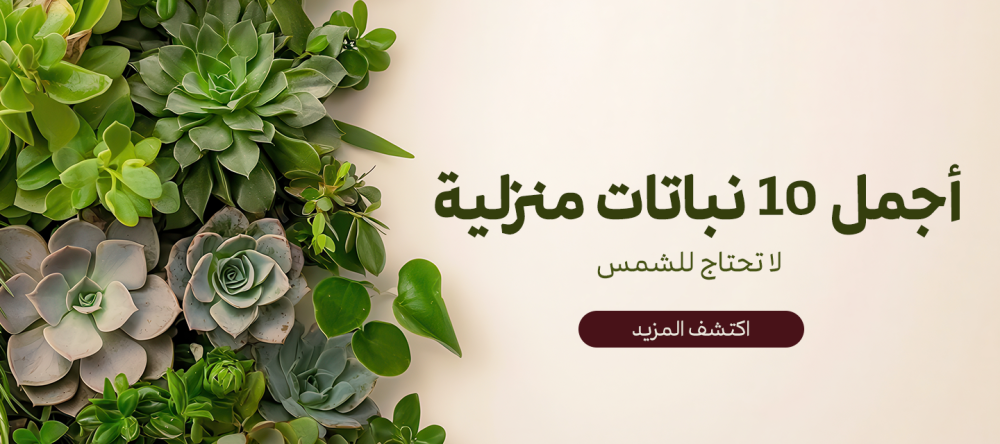 دليلك للتعرف علي أجمل 10 نباتات منزلية لا تحتاج للشمس