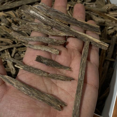 هندي سيسور كبير