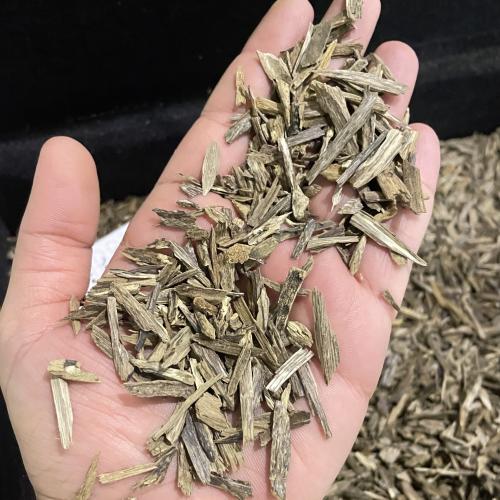 هندي سيسور صغير