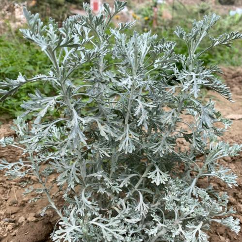 دهن البرك أو البعيثران