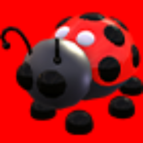 Ladybug