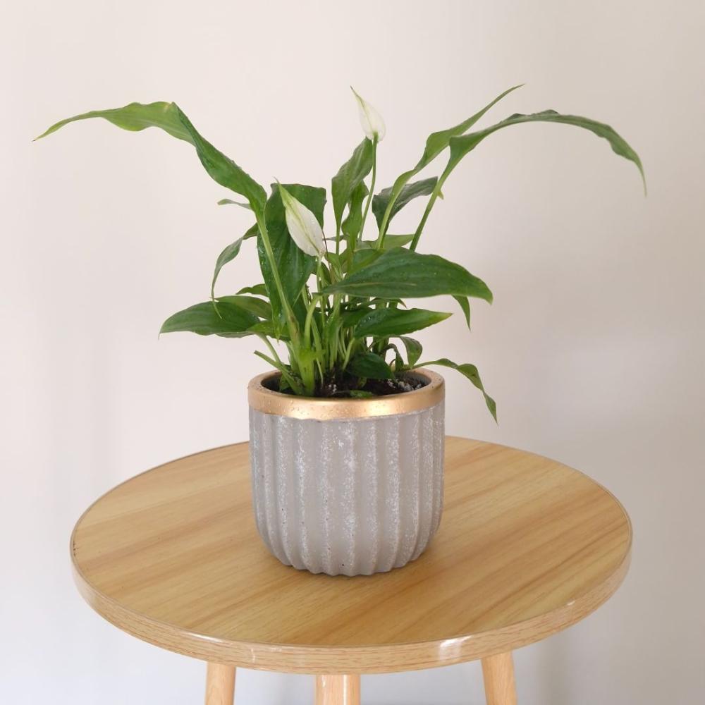 تعليمات العناية بنبتة الأشرعة البيضاء | طريقة الري والإضاءة الصحيحة