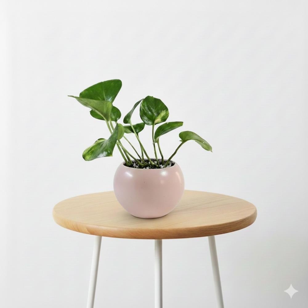 تعليمات العناية بنبتة البوتس | طريقة الري والإضاءة الصحيحة