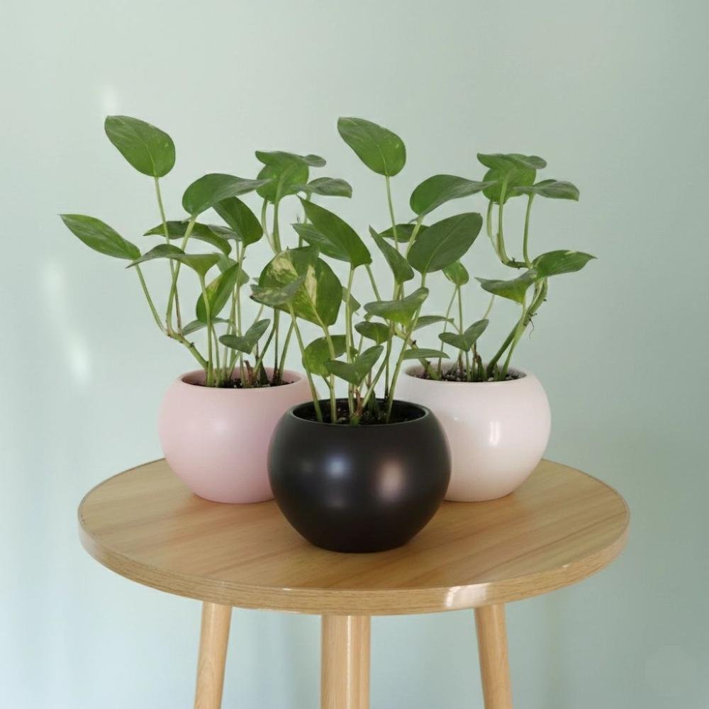 تعليمات العناية بنبتة البوتس | طريقة الري والإضاءة الصحيحة